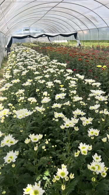 Вирощування хризантеми в теплиці в Рівненській області
