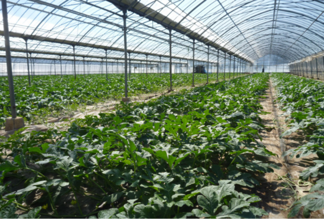 Creation of a Greenhouse Farm